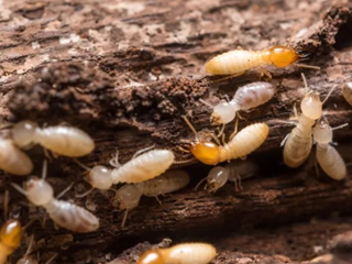 一體化智慧白蟻監測系統